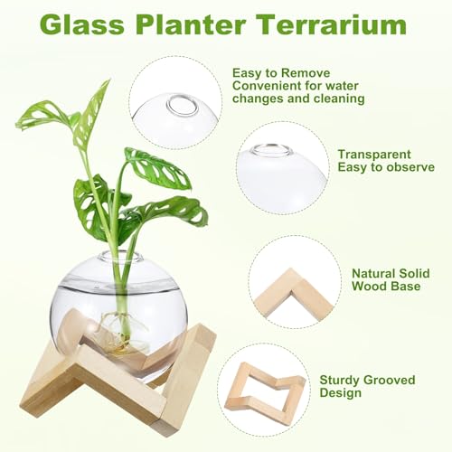 M METERXITY 2 Pack Glass Planter Terrarium with Wooden Stand, Desktop Plant Propagation Station Bulb Vase for Hydroponic Plants Propagation/Home Garden Decor/Plant Lover [Transparent] - color: Transparent