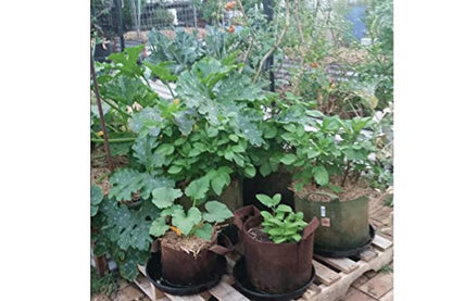 Soft POTS (10 Gallon) Best Fabric Aeration Garden POTS from Maui Mike's. Thicker Fabric and Sewn Handles for Easy Moving. Grow Bigger and Faster Tomatoes,Veggies and Herbs in Soft POTS.