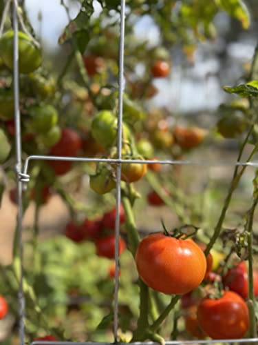 Happy Trees Large Heavy Duty Folding Tomato Cages, 3-Pack, Made in USA - color: Silver