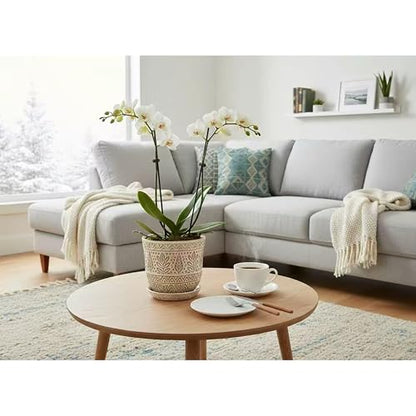 Gepege Ceramic Plant Pots, 6 Inch Indoor Planters with Drainage & Saucers - color: White-b, size: 6 Inch - Set of 2