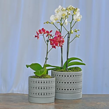 LE Beau Ceramic Moon Gate Orchid Planter with Attached Saucer - Sand (Sand Dim Grey, 6.0" D x 5.5" H (Single Pot)) - color: Sand Dim Grey, size: 6.0" D x 5.5" H (Single Pot)
