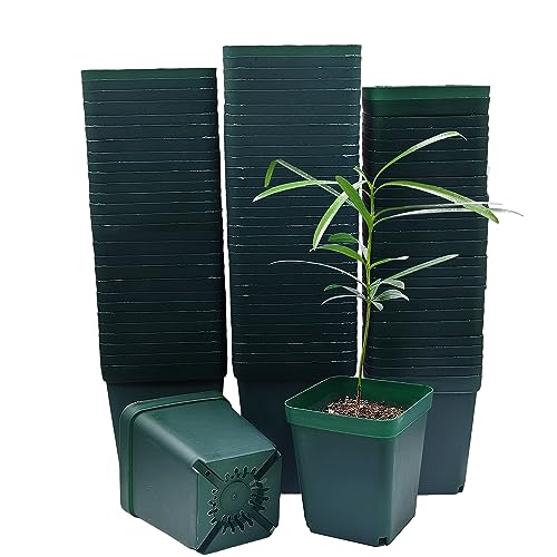 RooTrimmer Square Seedling Nursery Pots 3.15 Inches 100 Pcs for Small Succulents or Cacti Flower Plastic Pots Sturdy Reusable (Green, 3.14Inches,100Pcs) - color: Green, size: 3.2 Inch - 100pk