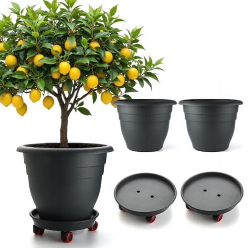 RooTrimmer 3 Pack 16 Inch Rolling Large Plant Pots - color: Black, size: 16 inch+3 trays