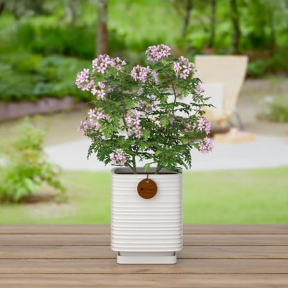 7.1 Inch White Ceramic Planter with Drainage and Saucer - color: Matte White, size: Large