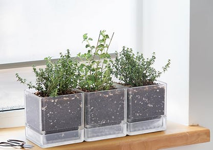 D'vine Dev 3-Pack Acrylic Herb Planter Pots, 4 in, Clear, 76-Y-D-1 - color: Clear, size: 12 Inch x 4.5 Inch