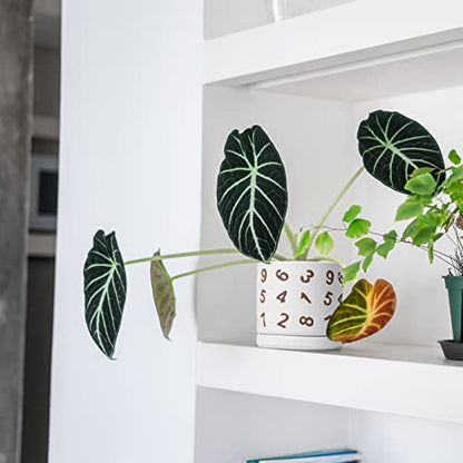 D'vine Dev Set of 2 Ceramic Planter Pots with Drainage Hole and Saucer, 4.5 Inch Plant Pots for Plants Indoor Houseplants, White, 99-Z-B-1-V - size: 4", style: Numbers White