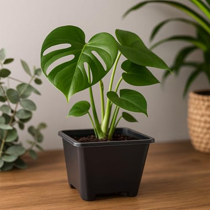 25 Packs Square Nursery Pots for Plants 3.5 Inch Seedling Pots with Holes - size: 3.5 Inch