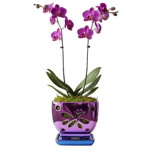 Orchid Pots with Holes Square Ceramic Orchid Planter Pots 5.5 inch (purple) - color: Purple