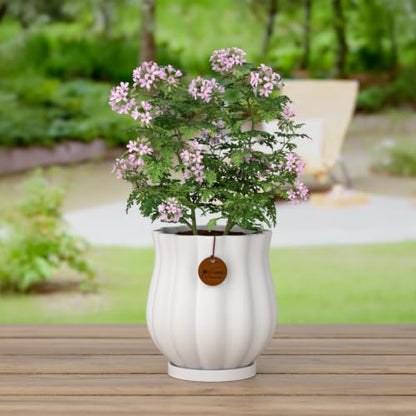 7.1" Matte White Ceramic Plant Pot with Saucer - color: Matte White, size: Large