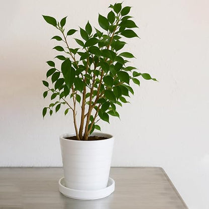D'vine Dev 2-Pack Ceramic Plant Saucers, 5.4 in, White, 97-T-A-22 - color: White, size: 5.4" (2 Pack)