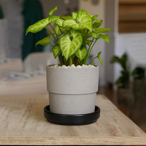 D'vine Dev Ceramic Plant Saucer/Drainage Tray, 5.4 in, Black, 97-T-B-2 - color: Black, size: 5.4" (1 Pack)