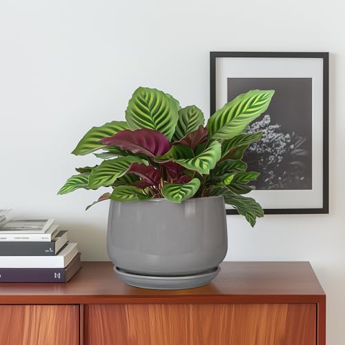 G EPGardening Ceramic Pot for Plants, 6 Inch, Gray - color: Gray, size: 5 Inch