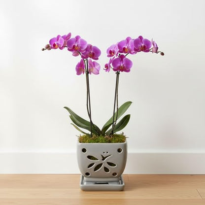 Orchid Pots with Holes Square Ceramic Orchid Planter Pots 5.5 inch (gray) - color: Gray