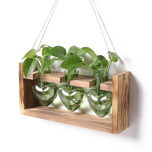 Plant Terrarium Propagation Stations Hydroponics - color: Green