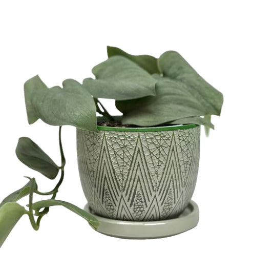 Plant Pots with Drainage 3 Inch Diameter Home Decor Indoor Ceramic Wide Planters with Saucer for Live Plants Outdoor Houseplants for Home Office Wedding Birthday Gift (Plains) - color: Plains