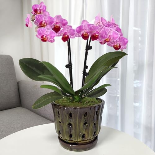Ceramic Orchid Pots with Drainage Hole 6'' (mossgreen) - color: Mossgreen