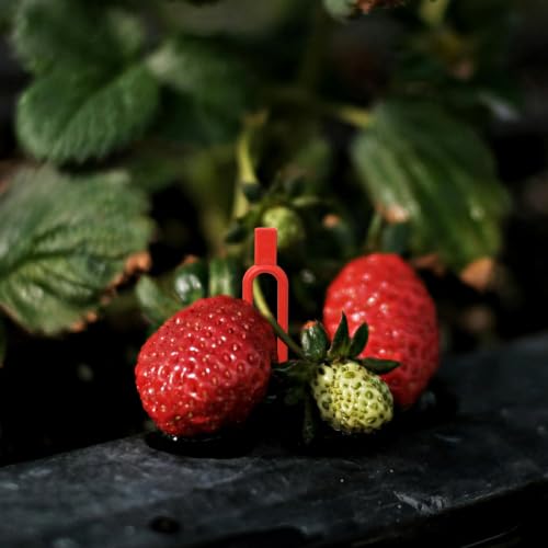 KVZVK 200 Pcs Strawberry Fixing Support Pins Plastic Plant Clips,U-Shaped Garden Anchor Clips for Plant Cuttings and Runners Rooting