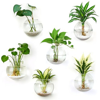 DomeStar Set of 6 Wall Vases, Wall Mounted Propagation Station - size: 6pcs