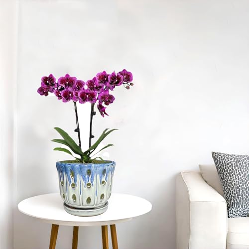 Ceramic Orchid Pot with Drainage Hole 6'' Orchid Planter (Blue Cover White) - color: Blue Over Cream