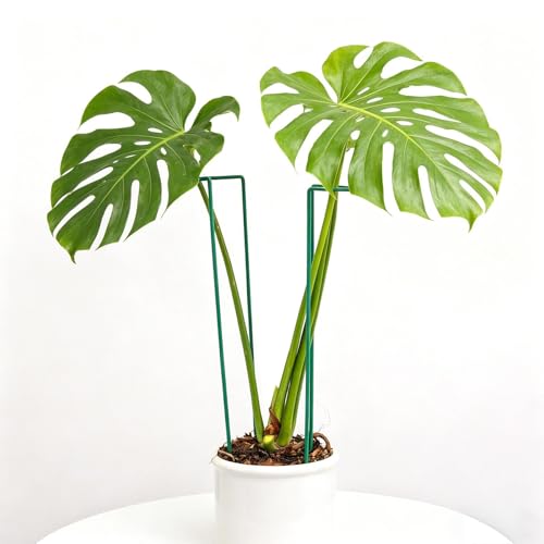 10 Pack 15.5" Monstera Support Stakes for Indoor/Outdoor Plants - color: Green, size: 15.5 Inch H