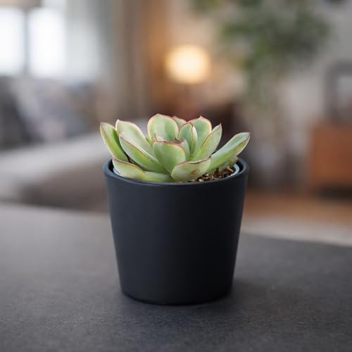 Phoenix Vine 3.5 Inch Black Plastic Cachepot with Clear Nursery Pot, Decorative Lightweight Planter Cover with Transparent Inner Pot for Indoor Houseplants, Pack of 1, 24-A-E-1 - color: Matte Black, size: 3.5" (1 Pack)