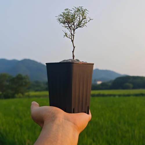 16 Pack 3.20 Inch Small Black Plastic Square Nursery and Seedling Pot, Deep Transplant Seed Starter Planter with Drain Hole for Germination, Herb, Succulent - color: Black