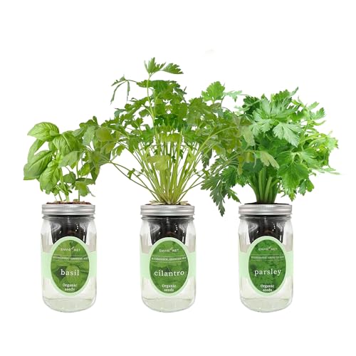 Hydroponic Herb Growing Kit Set, Self-Watering Mason Jar Herb Garden Starter Kit Indoor, Windowsill Herbs Garden, Grow Your Own Herbs from Organic Seeds (Basil, Cilantro and Parsley) - color: Basil, Cilantro & Parsley