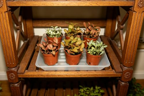 6 Pack 6 Inch Square Plant Saucer Heavy Duty, Plastic Drip Tray for Windowsill & Flower Pots, Clear - color: Clear, size: 6" - 6 Pack