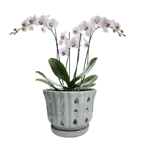 Ceramic Orchid Pot with Attached Saucer and Drainage Hole 6'' Gray - color: Gray