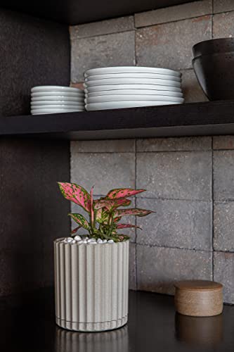 Veradek Demi Series Demi 6" Planter w/Tray, Sand - color: Sand, size: 6 inch