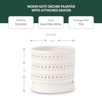 LE Beau Ceramic Moon Gate Orchid Planter with Attached Saucer - Sand (Sand Milky White, 6.0" D x 5.5" H (Case of 6)) - color: Sand Milky White, size: 6.0" D x 5.5" H (Case of 6)