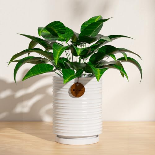 5.1 Inch White Ceramic Planter with Drainage and Saucer - color: White, size: Small