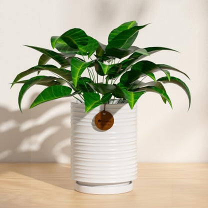 5.9 Inch White Ceramic Planter with Drainage and Saucer - color: White, size: Medium