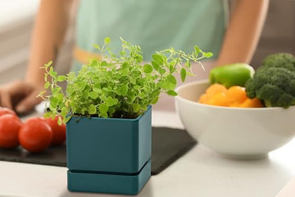 D'vine Dev 2-Pack Plastic Herb Planter Pots, 4 in, Green, 76-Y-C-1 - color: Green, size: 8 Inch x 4.5 Inch