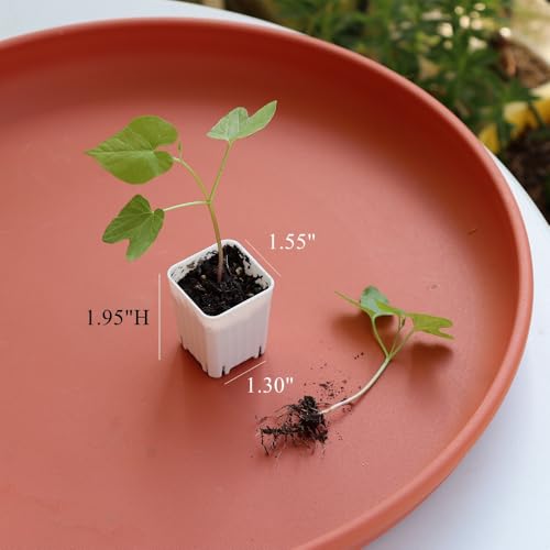 300 Pack 1.55 Inch Tiny White Plastic Square Nursery and Seedling Pot, Mini Transplant Seed Starter Planter with Drain Hole for Germination, Herb, Succulent - color: White