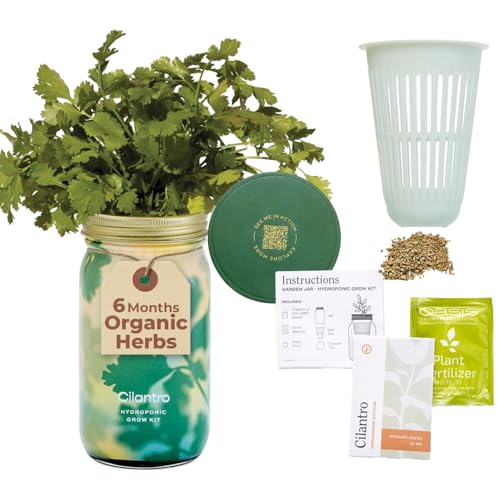Modern Sprout Mason Garden Jar - Self-Watering Hydroponics Kit - Cilantro - color: Cilantro, size: Garden Jars