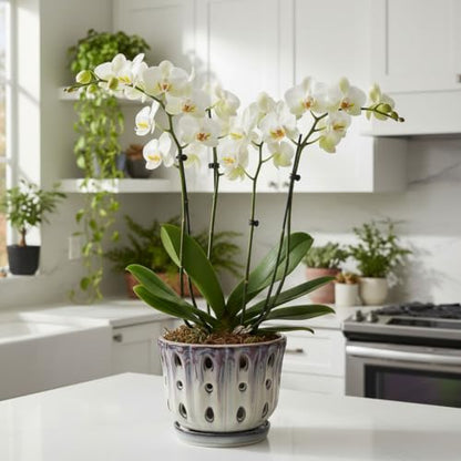 Ceramic Orchid Pot with Drainage Hole 6'' (Mauve Over Cream) - color: Mauve Over Cream