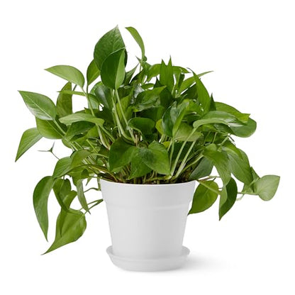 Amazon Basics Plant Pot with Drainage Holes and Ridges, Lightweight, Matte White, 6 inch, 1-Pack - size: 6 inch