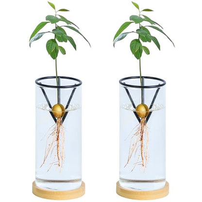 Bylion 2 Pack Avocado Growing Kits Avocado Seed Starter - color: Black