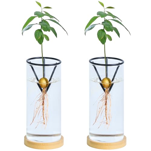 Bylion 2 Pack Avocado Growing Kits Avocado Seed Starter - color: Black