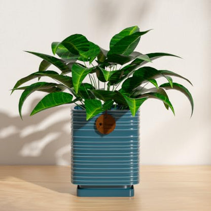 5.1 Inch Green Ceramic Planter with Drainage and Saucer - color: Peacock Green, size: Small