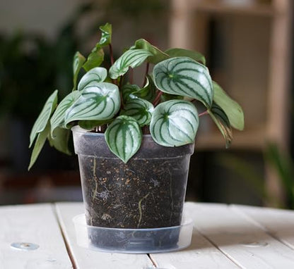 6 Inch Clear Plastic Plant Pot with Drainage Holes, Interlocking & Detachable Tray - Deep Saucer - Durable BPA-Free Plastic, Transparent Design, Raised Base for Airflow, Set of 6, 92-X-A-5 - size: 6" x 5.5"