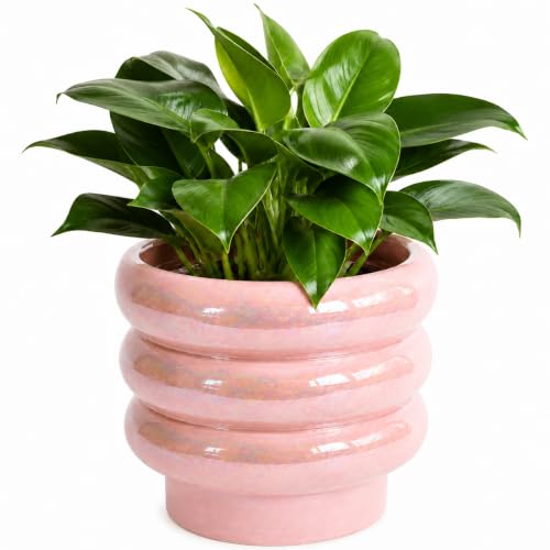 6 Inch Ceramic Plant Pots for Indoor Plants, Planter with Drainage - color: Pink, size: 6 Inch (Single)
