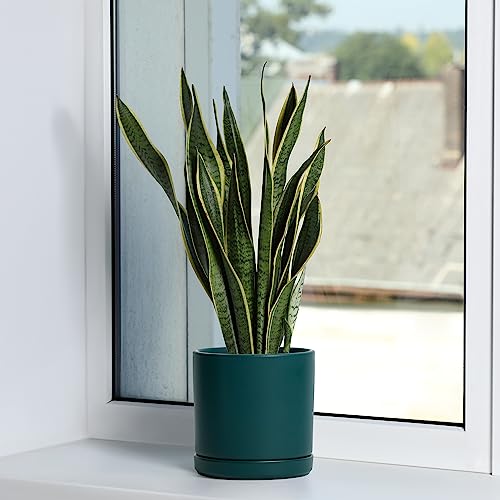 D'vine Dev 2-Pack Ceramic Pots with Saucers, 6/8 in, Teal, 94-G-M-9 - color: Teal, size: Medium