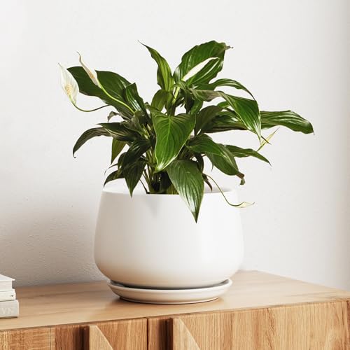 LE TAUCI Ceramic Planter, 10 Inch, Large Plant Pot, Indoor Plant Pot, White - color: White, size: 10"