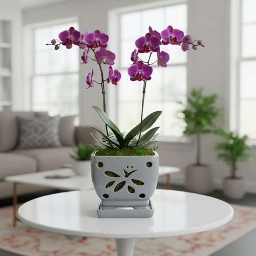 Orchid Pots with Holes Square Ceramic Orchid Planter Pots 5.5 inch (gray) - color: Gray