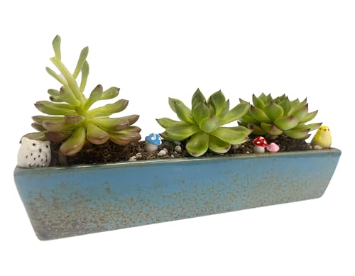 9.8 inch Blue Long Rectangle Ceramic Succulent Planter Pot,one Set of Mini Flower Plant Container with Bamboo Saucers. not Include the Plant. (Blue) - color: Blue