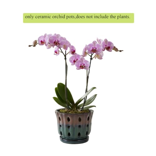 Ceramic Orchid Pot 6'' Orchid Planter (Brown Over Turquoise) - color: Brown Over Turquoise