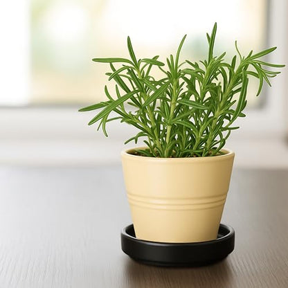 D'vine Dev Ceramic Plant Saucer/Drainage Tray, 3.7 in, Black, 97-T-B-1 - color: Black, size: 3.7" (1 Pack)
