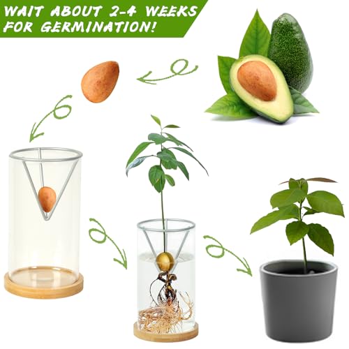 Bylion 2 Pack Avocado Growing Kits Avocado Seed Starter - color: Silver